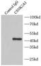 Casein Kinase 2 Alpha 1 antibody, FNab02023, FineTest, Immunoprecipitation image 