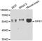 COP9 signalosome complex subunit 1 antibody, orb247675, Biorbyt, Western Blot image 