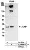Zinc Finger CCHC-Type And RNA Binding Motif Containing 1 antibody, A304-697A, Bethyl Labs, Immunoprecipitation image 