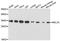 Ribosomal Protein L7a antibody, LS-C748748, Lifespan Biosciences, Western Blot image 