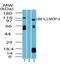 Ubiquitin Like Modifier Activating Enzyme 6 antibody, PA5-23193, Invitrogen Antibodies, Western Blot image 