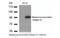 Melanoma-associated antigen D1 antibody, MBS837195, MyBioSource, Western Blot image 