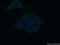 HGH1 Homolog antibody, 20169-1-AP, Proteintech Group, Immunofluorescence image 