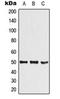 Basic Helix-Loop-Helix Family Member E41 antibody, orb224120, Biorbyt, Western Blot image 