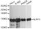 NLR Family Pyrin Domain Containing 3 antibody, A14223, ABclonal Technology, Western Blot image 