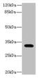 Limb And CNS Expressed 1 antibody, orb355447, Biorbyt, Western Blot image 