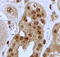 Jagged Canonical Notch Ligand 1 antibody, TA326300, Origene, Immunohistochemistry paraffin image 