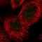 Fanconi anemia group C protein antibody, HPA030771, Atlas Antibodies, Immunocytochemistry image 