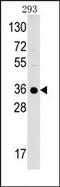 Complement C1q Binding Protein antibody, AP14672PU-N, Origene, Western Blot image 