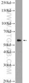 Coiled-coil domain-containing protein 65 antibody, 24376-1-AP, Proteintech Group, Western Blot image 