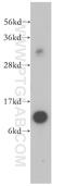 Small Nuclear Ribonucleoprotein Polypeptide F antibody, 14977-1-AP, Proteintech Group, Western Blot image 