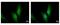 Ubiquitin Conjugating Enzyme E2 N antibody, GTX113290, GeneTex, Immunofluorescence image 