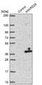 Ankyrin Repeat Domain 29 antibody, PA5-61962, Invitrogen Antibodies, Western Blot image 