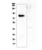 Cartilage Oligomeric Matrix Protein antibody, A02443-1, Boster Biological Technology, Western Blot image 
