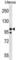 NLR Family Pyrin Domain Containing 4 antibody, abx030525, Abbexa, Western Blot image 