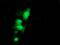 Chromosome 1 Open Reading Frame 50 antibody, MA5-25542, Invitrogen Antibodies, Immunocytochemistry image 