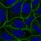 Catenin alpha-1 antibody, HPA063535, Atlas Antibodies, Immunofluorescence image 