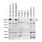 Leucine Rich Repeat Kinase 2 antibody, 73-309, Antibodies Incorporated, Western Blot image 