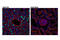Glucokinase regulatory protein antibody, 14328S, Cell Signaling Technology, Immunofluorescence image 