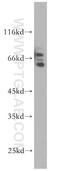 Heterogeneous nuclear ribonucleoprotein Q antibody, 14024-1-AP, Proteintech Group, Western Blot image 