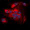 Activin receptor type IIA antibody, orb78277, Biorbyt, Immunofluorescence image 
