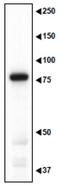 MAGE Family Member D1 antibody, GTX00754, GeneTex, Western Blot image 