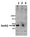 VRK Serine/Threonine Kinase 1 antibody, GTX00703, GeneTex, Western Blot image 