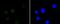 Histone Deacetylase 3 antibody, NBP2-67592, Novus Biologicals, Immunocytochemistry image 