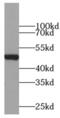 Cyclin B2 antibody, FNab02123, FineTest, Western Blot image 