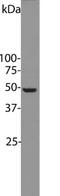 Enolase 1 antibody, MBS415380, MyBioSource, Western Blot image 