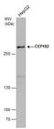 Centrosomal Protein 192 antibody, GTX131891, GeneTex, Western Blot image 