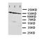 Nanos C2HC-Type Zinc Finger 1 antibody, orb27544, Biorbyt, Western Blot image 