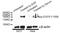 EGFR antibody, AP0301, ABclonal Technology, Western Blot image 