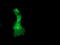 Docking Protein 2 antibody, TA503158, Origene, Immunofluorescence image 