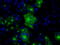 Nucleotide exchange factor SIL1 antibody, TA501011, Origene, Immunofluorescence image 
