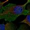 Sodium/hydrogen exchanger 3 antibody, HPA036493, Atlas Antibodies, Immunofluorescence image 