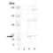 Heat Shock Protein Family B (Small) Member 6 antibody, GTX13491, GeneTex, Western Blot image 