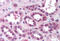 p65 antibody, MBS240953, MyBioSource, Immunohistochemistry frozen image 