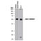 CD27 Molecule antibody, AF574, R&D Systems, Western Blot image 