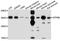 ATPase H+/K+ Transporting Subunit Beta antibody, abx136016, Abbexa, Western Blot image 
