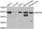 Mitogen-Activated Protein Kinase 9 antibody, abx001162, Abbexa, Western Blot image 