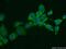 NUMB Endocytic Adaptor Protein antibody, 60137-1-Ig, Proteintech Group, Immunofluorescence image 