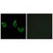 EGF-containing fibulin-like extracellular matrix protein 2 antibody, A05653, Boster Biological Technology, Immunofluorescence image 