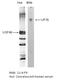 Sideroflexin 1 antibody, TA352906L, Origene, Western Blot image 