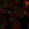 F-Box Protein 31 antibody, HPA030150, Atlas Antibodies, Immunofluorescence image 