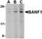 Barrier-to-autointegration factor antibody, orb74791, Biorbyt, Western Blot image 