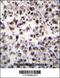 Serine/arginine-rich splicing factor 7 antibody, 56-336, ProSci, Immunohistochemistry frozen image 