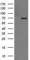 Tumor Protein P73 antibody, TA506470, Origene, Western Blot image 