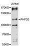 PHD Finger Protein 20 antibody, STJ113648, St John