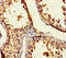 BAG family molecular chaperone regulator 5 antibody, CSB-PA890743HA01HU, Cusabio, Immunohistochemistry paraffin image 
